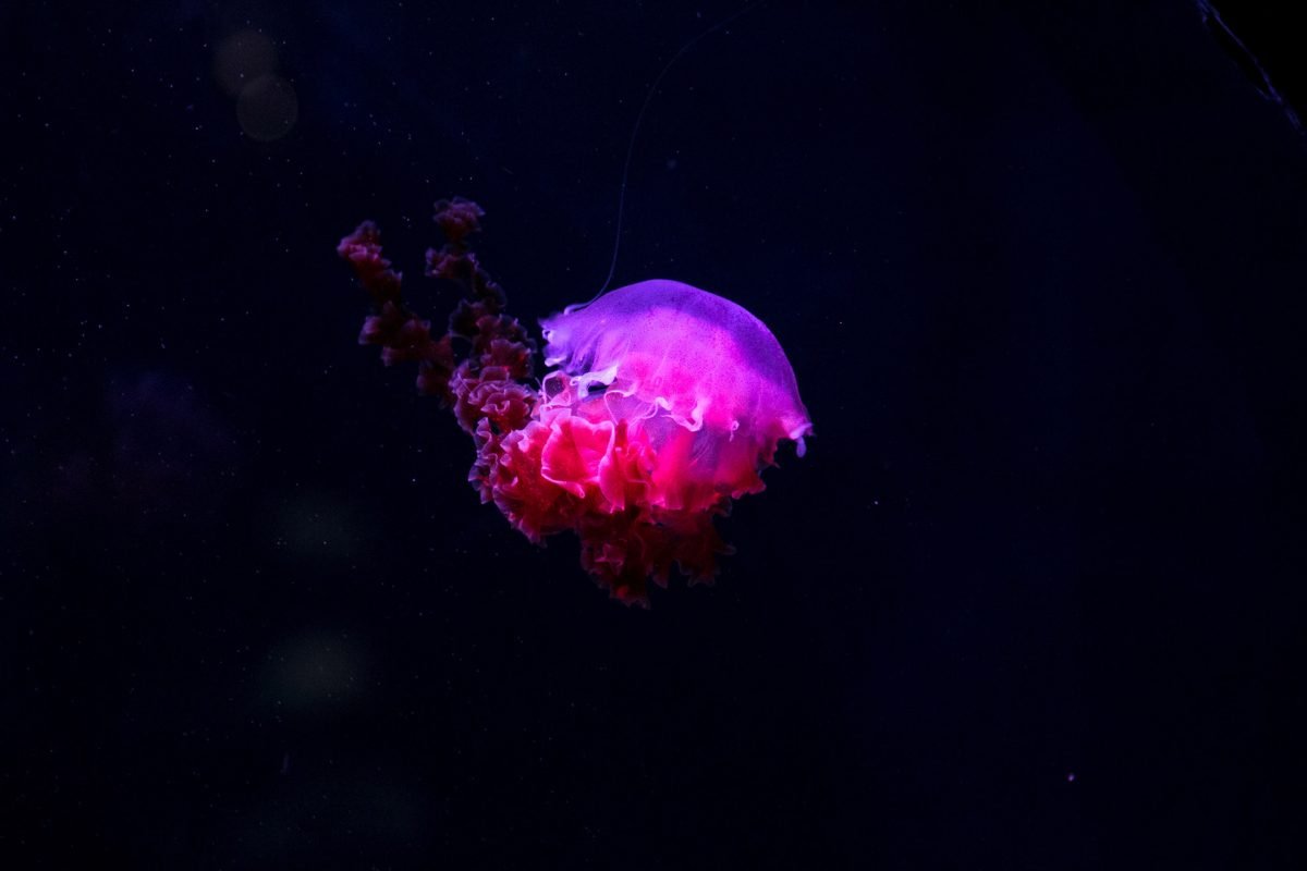 matt alaniz 235880 unsplash